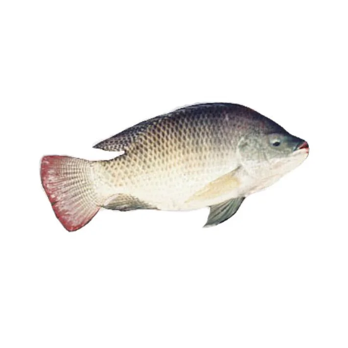 
China organic frozen tilapia fillets wholesale price 