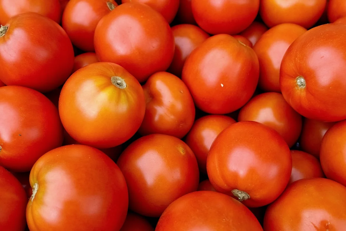 how many types of tomato plants are there