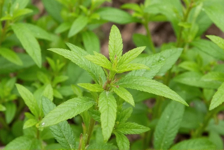 mexican oregano plant seeds the spicy secret to flavor packed gardens and kitchens