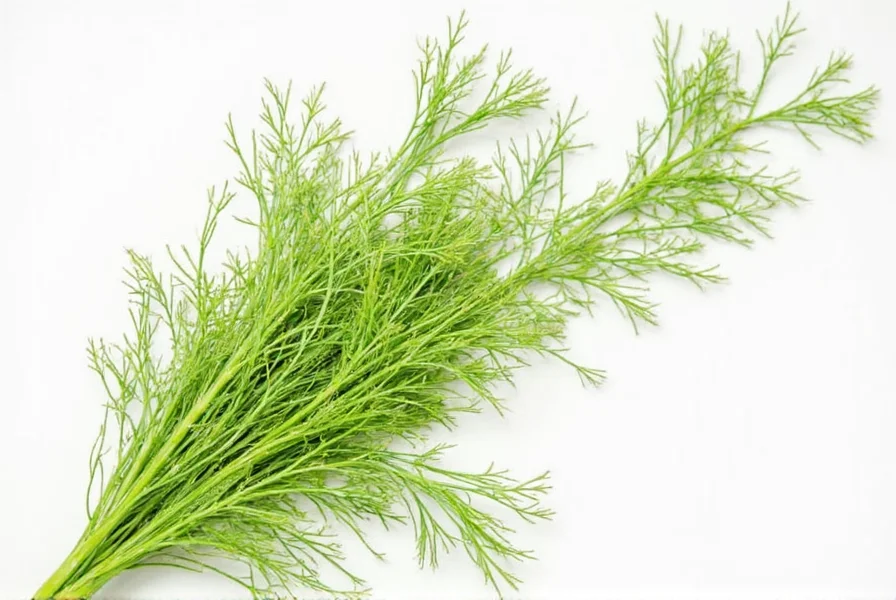 Close-up of wild fennel showing feathery leaves and yellow flower clusters