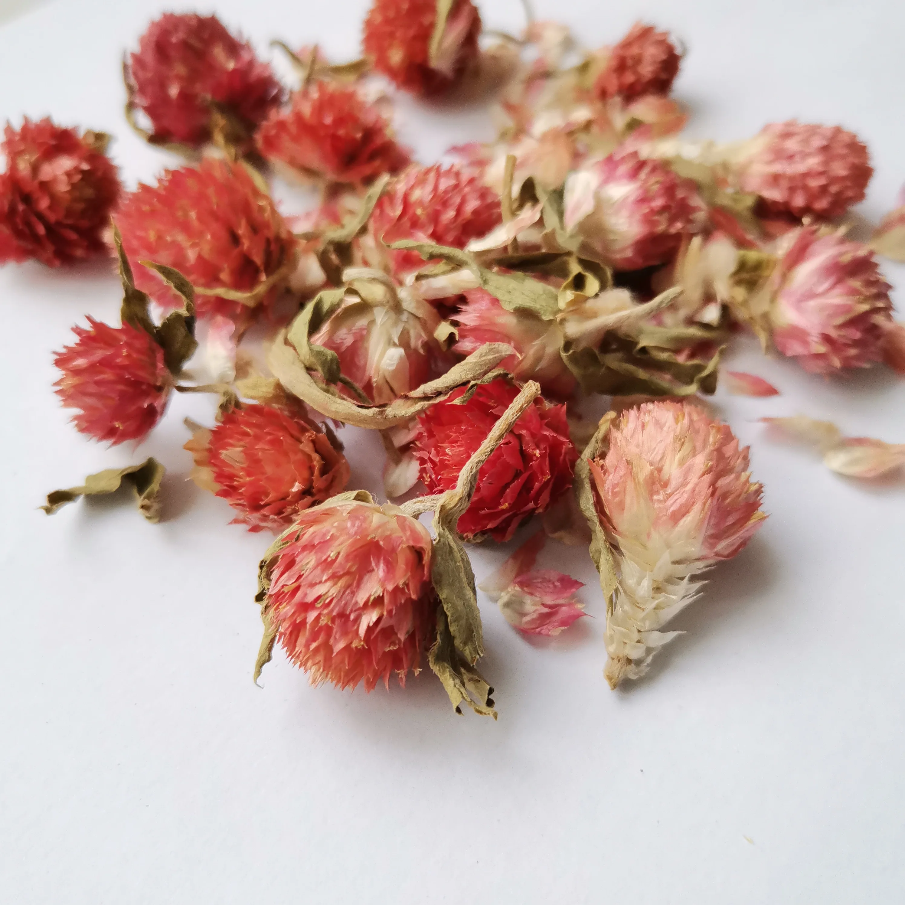 Best Quality Herbal Colorful Chrysanthemum Tea/helichrysum Bracteatum