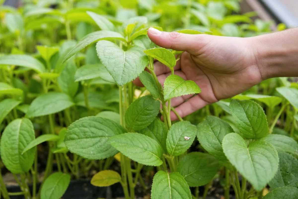 complete guide to growing palms indoors