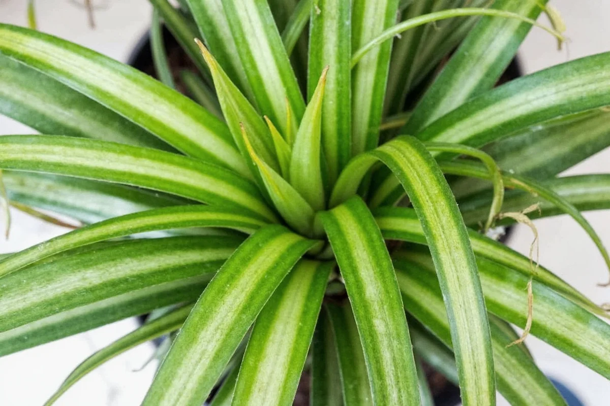 can spider plant live in water