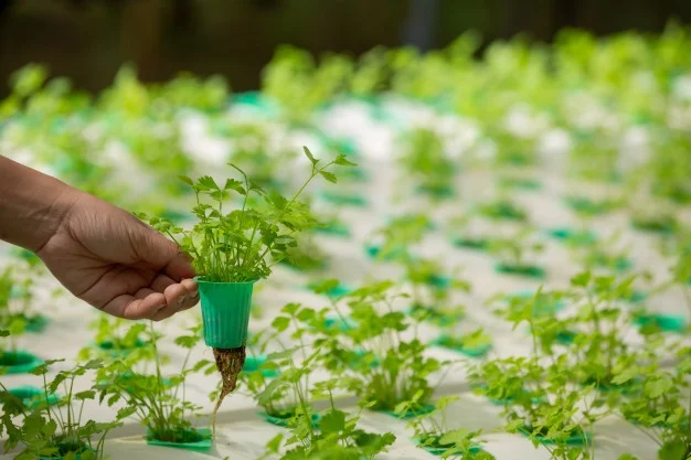 hydroponics-system.jpg