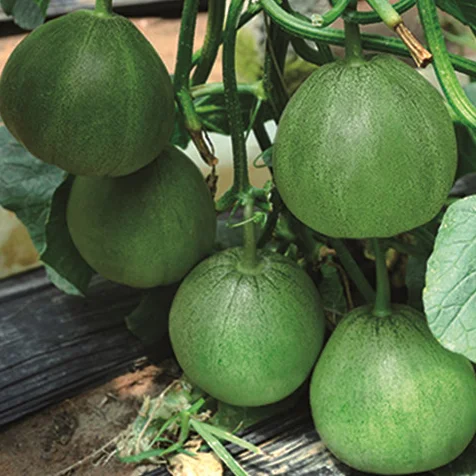 crisp thin rind natural sweet melon seeds with good package