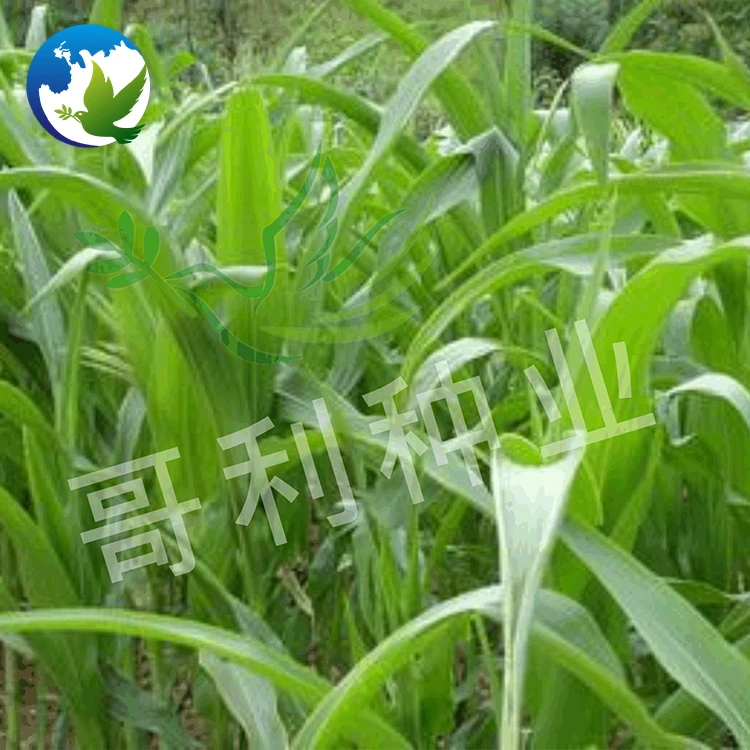 
Hybrid Grass Forage Seeds Gaodan Sudangrass Bicolor Hybrid Sudangrass Sudanense Seed Sorghum Sudan Grass Seeds 