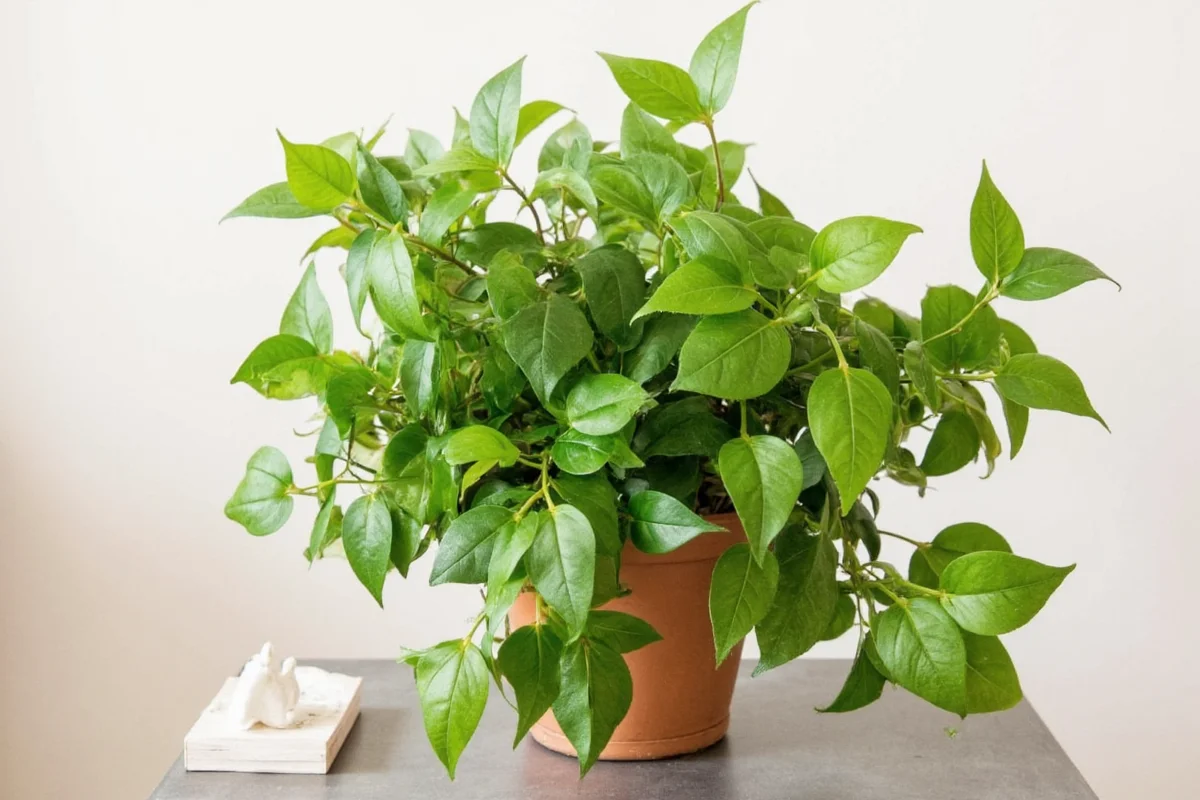 how to care for ivy plant indoors