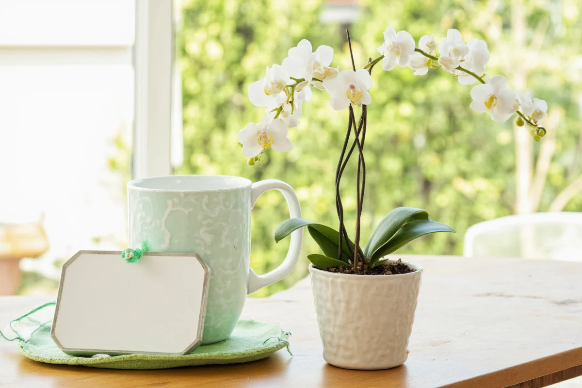 how to take care of a orchid plant
