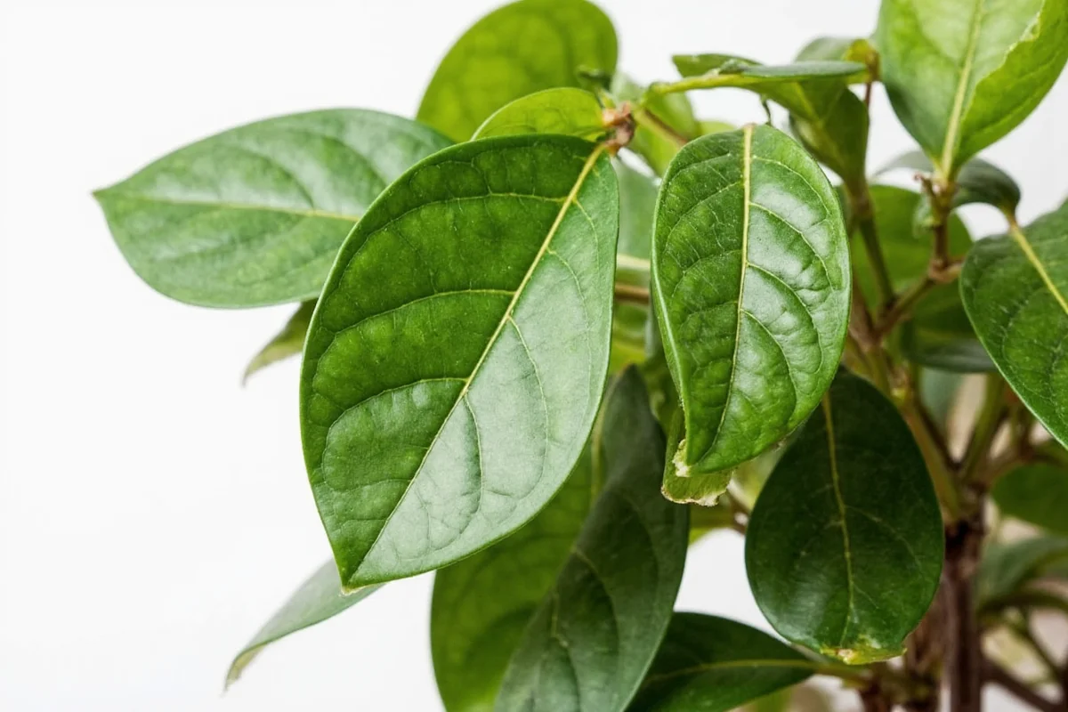 how to care for ficus plant