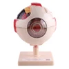 Anatomical model of eyeball school equipment Biological experimental equipment Eyeball structure