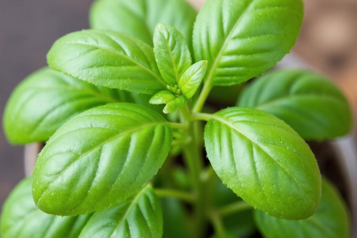 how to grow a basil plant indoors
