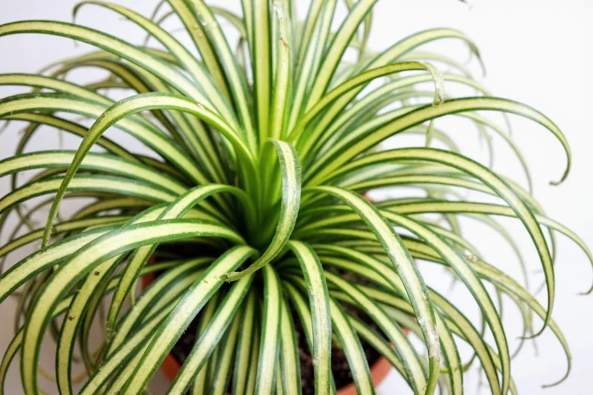 how big does a spider plant get