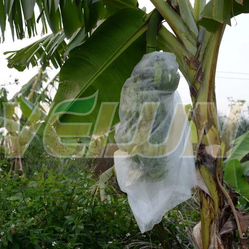 
[FACTORY ] PP nonwoven Fruit protection bag/Banana grow bag 