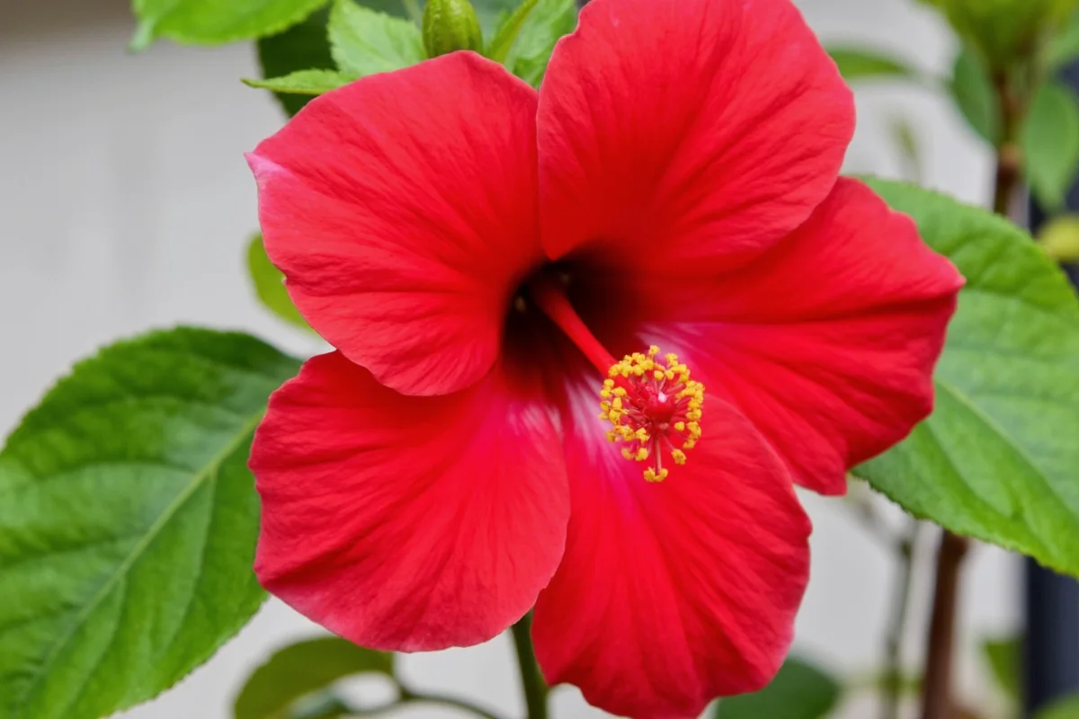 how to care for a hibiscus plant in the winter