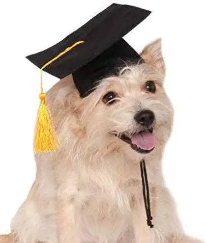 

Creative Party Accessories Dr. Hat Graduation Student Tassel Academic DIY Pet Puppy Pet Dog Cap, Picture