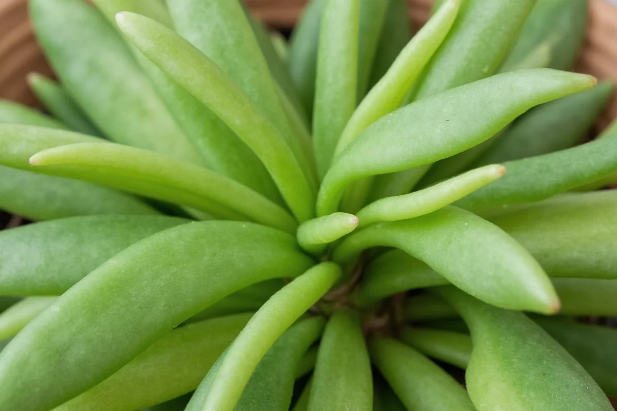 how do you grow a jade plant