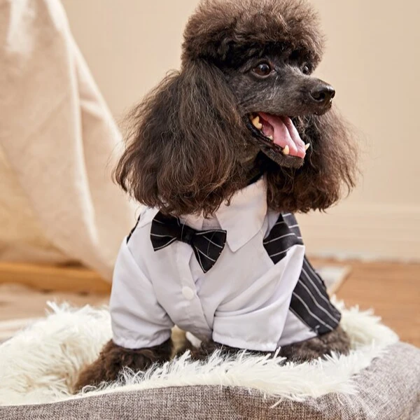 

2021 Black and white Bow Detail Striped Dog T shirt crested pet clothes