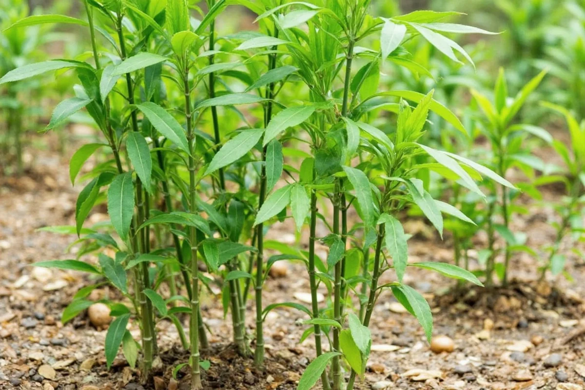 how to propagate bamboo plant