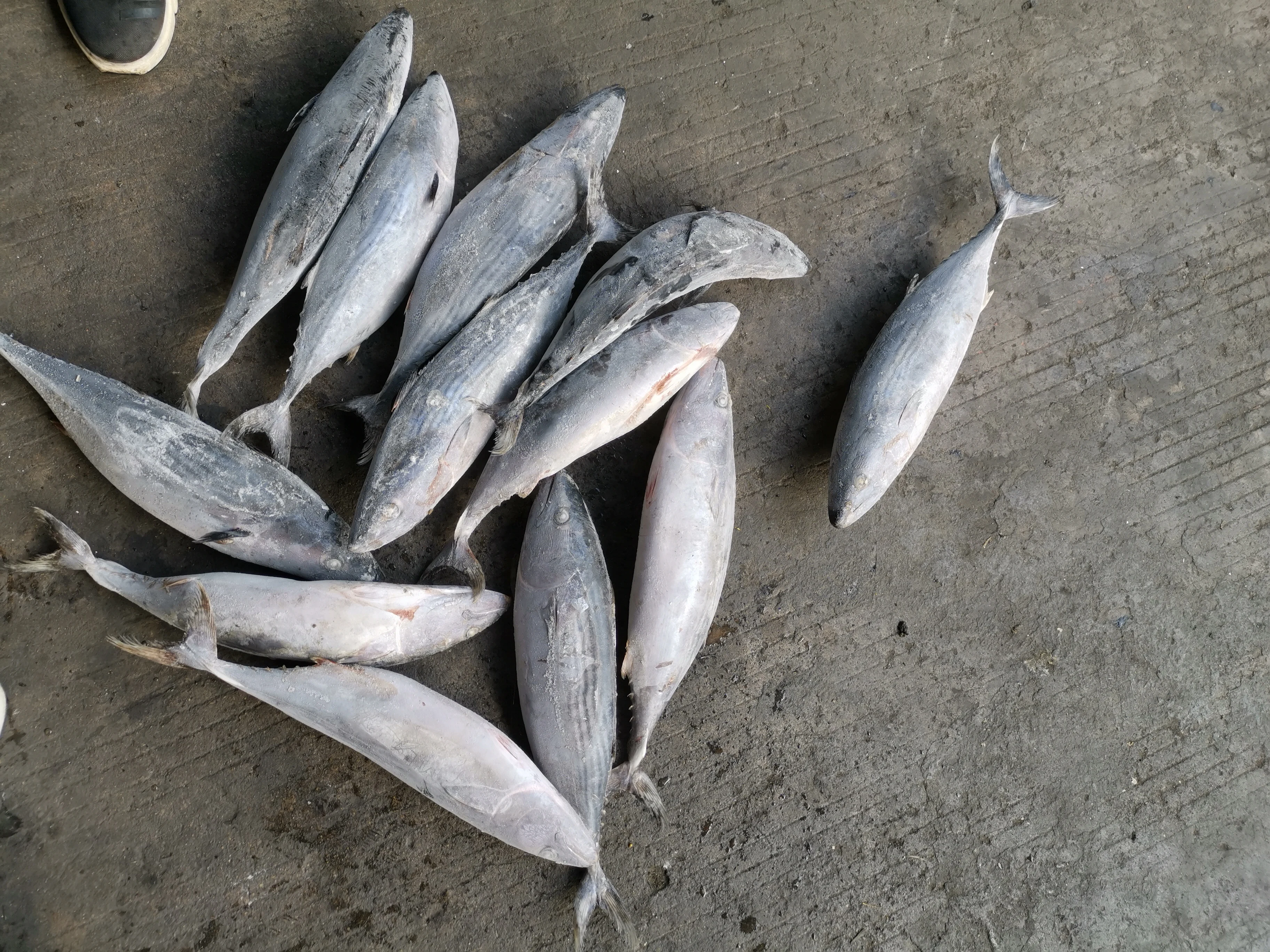 
Fresh Frozen Seafood, Sea Frozen Striped Bonito Fish WR 