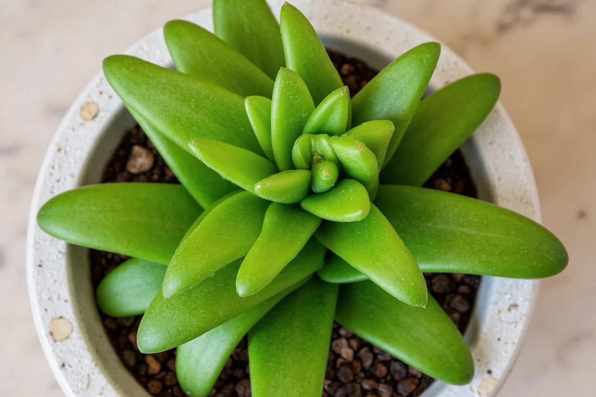 how to cut back a jade plant