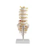 Lumbar vertebrae with caudal vertebrae model,Human lumbar spine anatomy and tailbone medical model