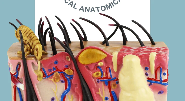 5  Dog Skin Model.jpg