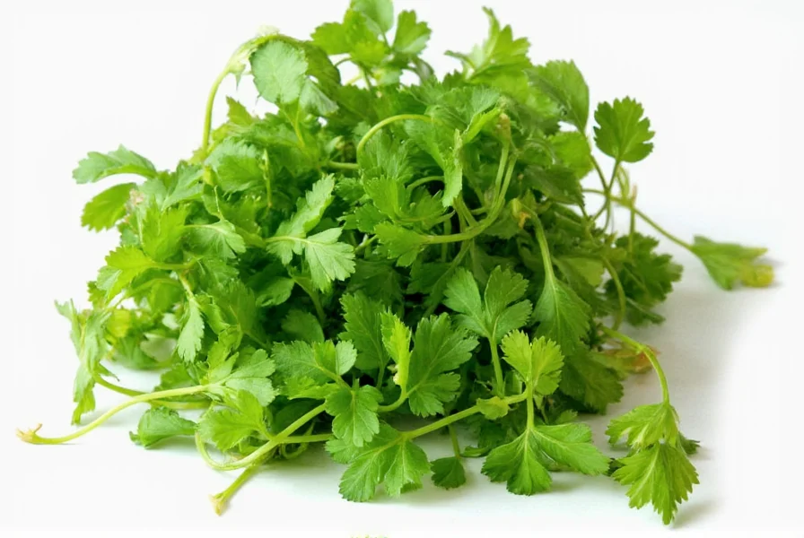 Vietnamese coriander growing in container garden