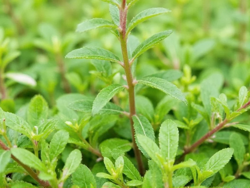 Majoran und Oregano im direkten Vergleich