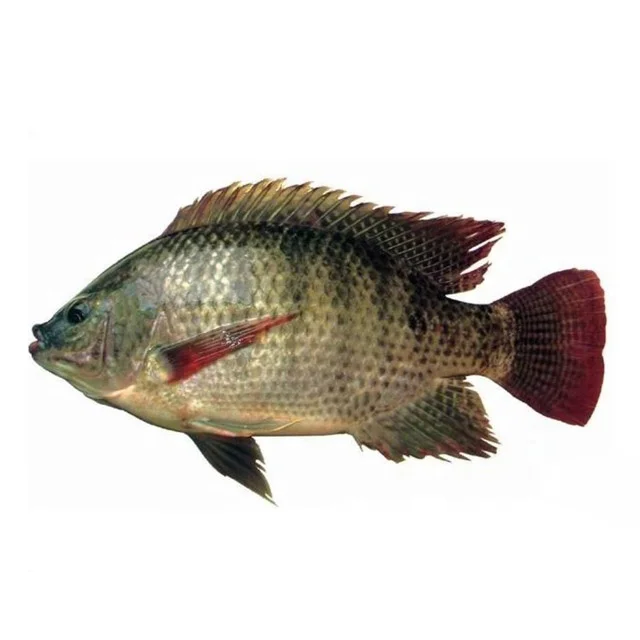 
#chinese fish factory sell farm raised black Tilapia 