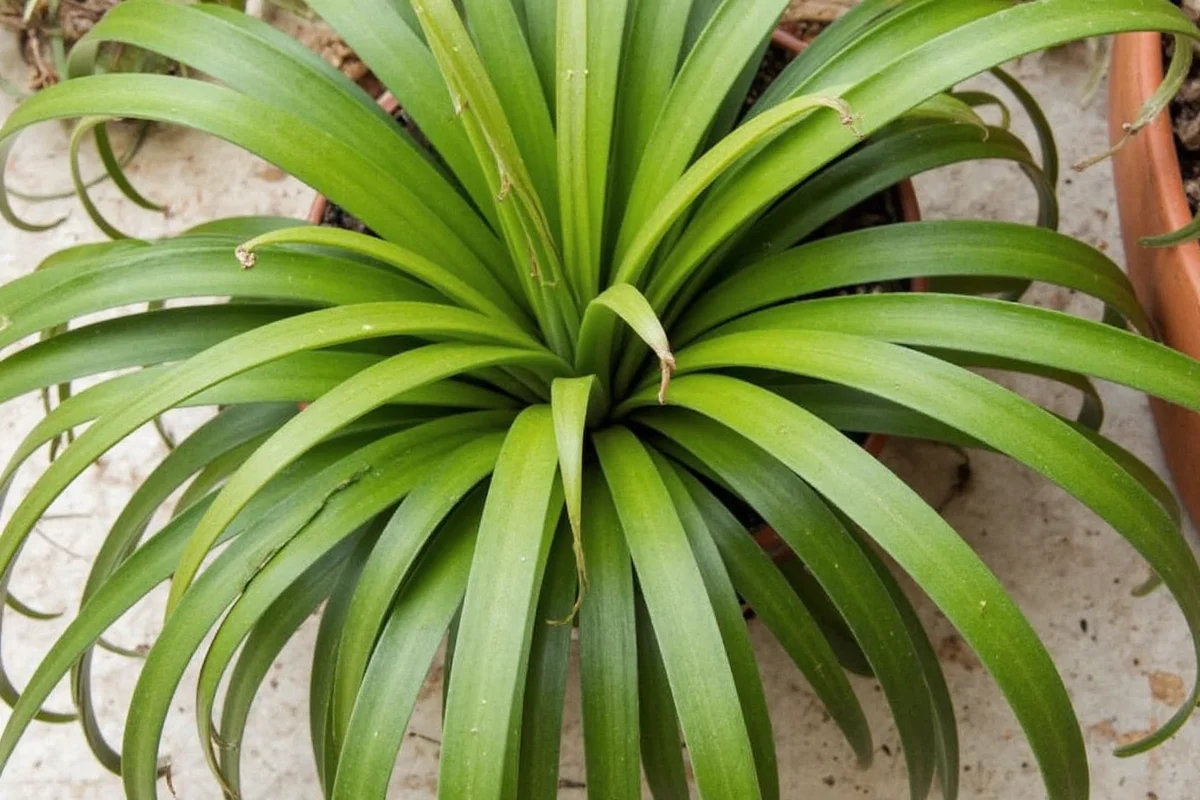 are spider plants toxic to humans