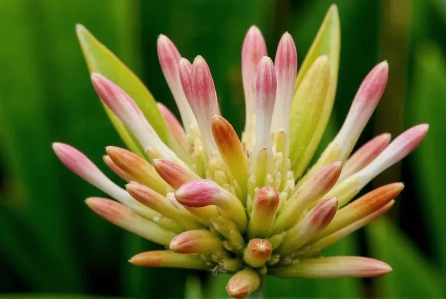 ginger plant flower