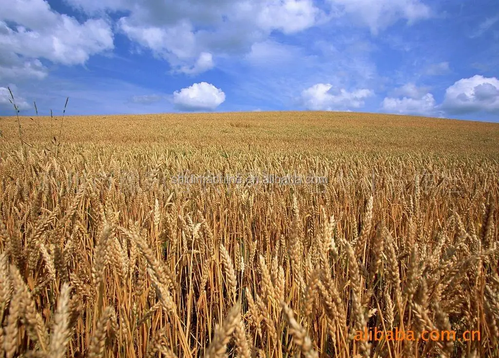 300-2000kg per hour threshing machine for barley wheat rice in