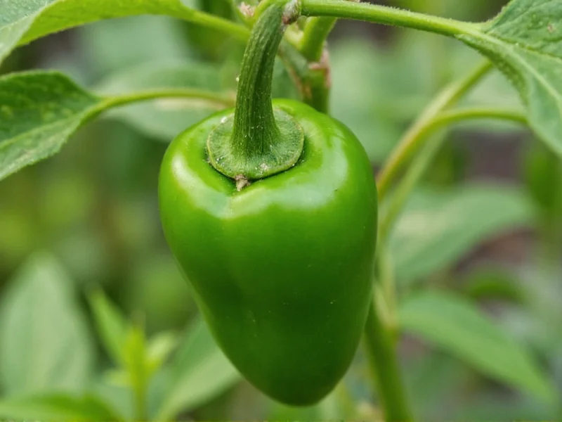 Jalapeño vs Serrano: Heat, Flavor & Usage Differences