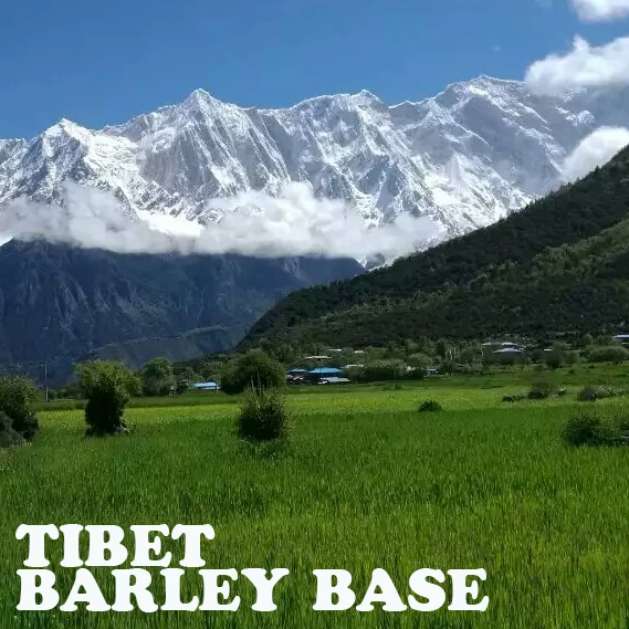 
Hot sale Cheezheng Tibet hull-less barley diebetic barley hulled for sale from Qinghai-Tibet Highland Plateau Hulled Barley 