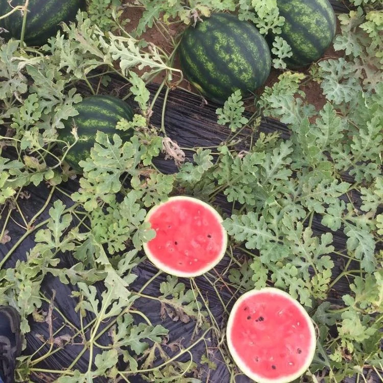 
Fresh Greece Peloponnese Bulk Year Round Frozen Watermelons for sale 