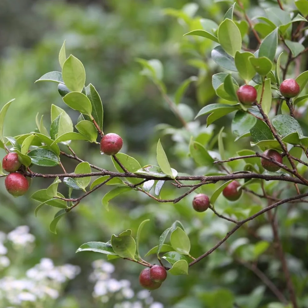 
100% Pure Cold Pressed Edible Camellia Oil Camellia Japonica Seed Oil For Whitening Soap 