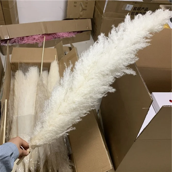 

F-1709 Wedding Natural Dry Flowers Large Fluffy White Dried Pampas Grass