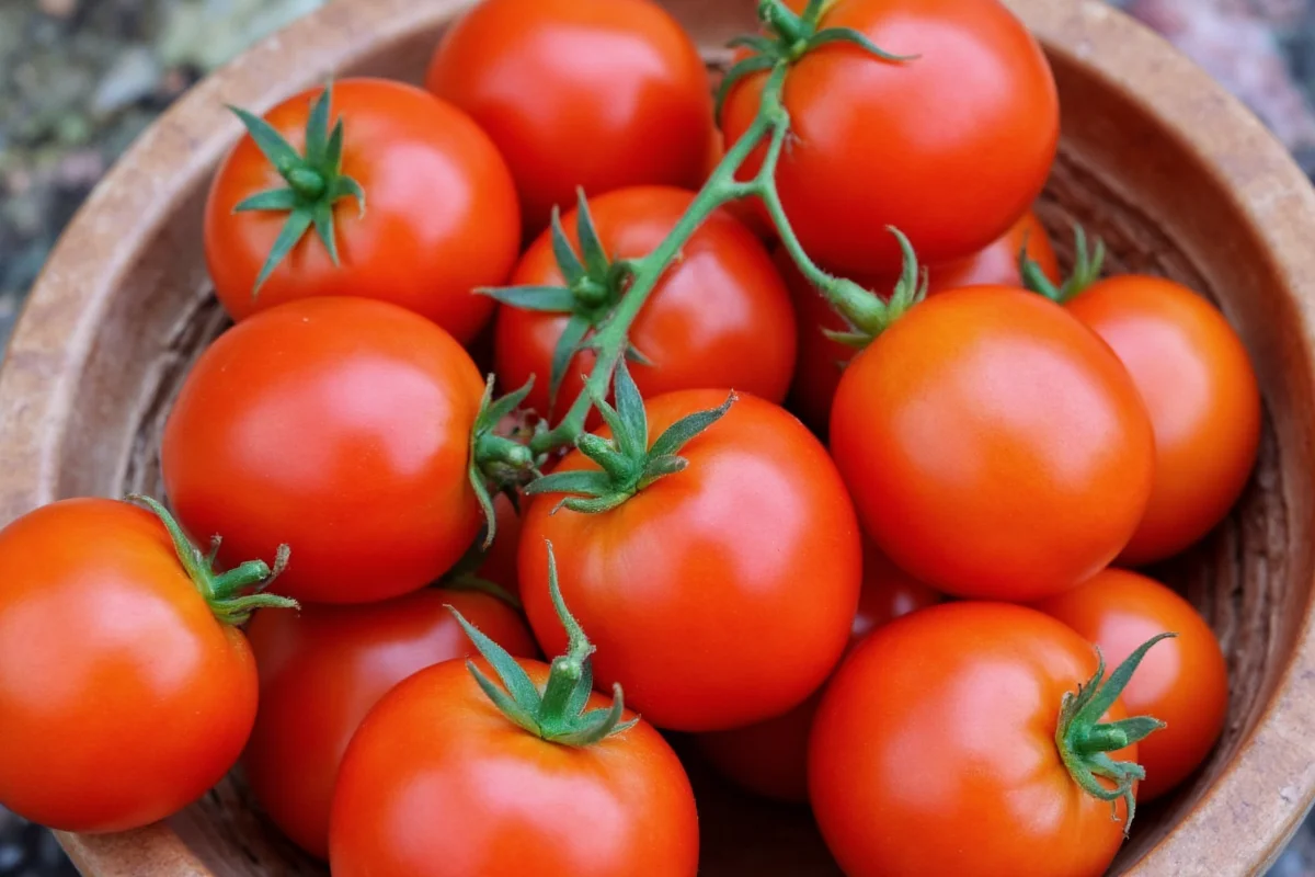 are tomato plants self pollinating