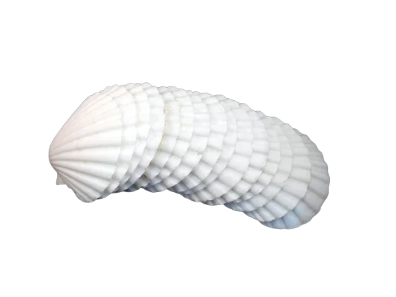
Scallop Shells Bulk for food /DIY Seashell Crafts 