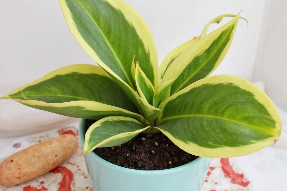 how to propagate a snake plant