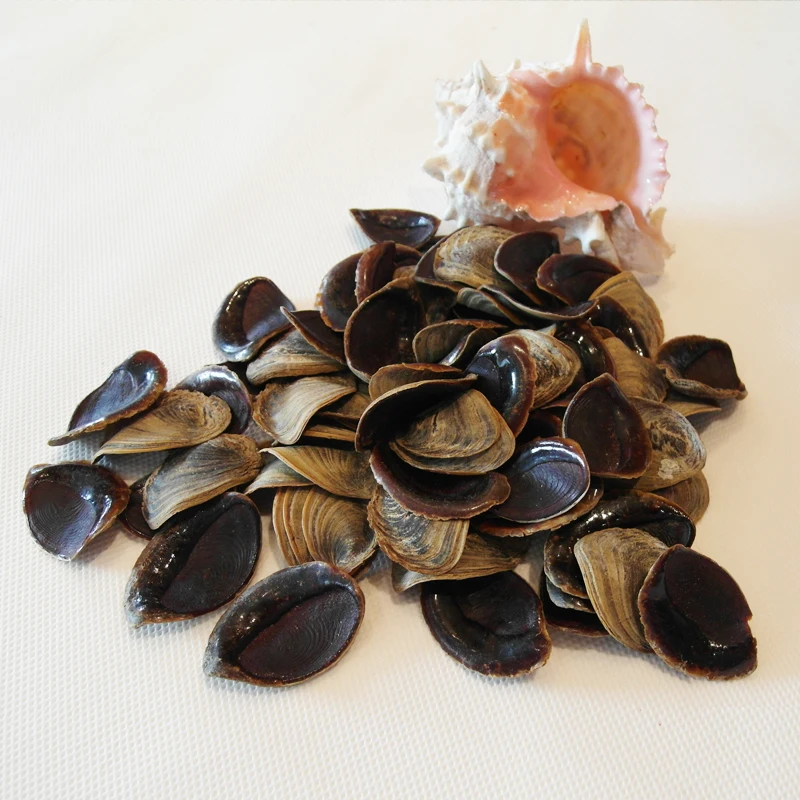 
Factory Conch Operculum Shell Operculum Seashell 