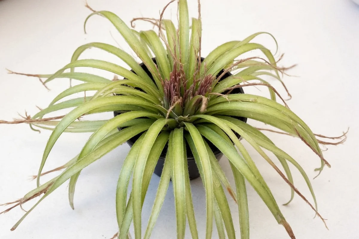 how to care for tillandsia air plants