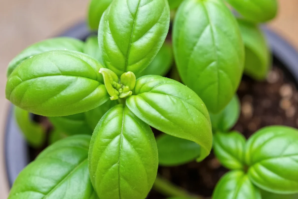 how to trim basil plant