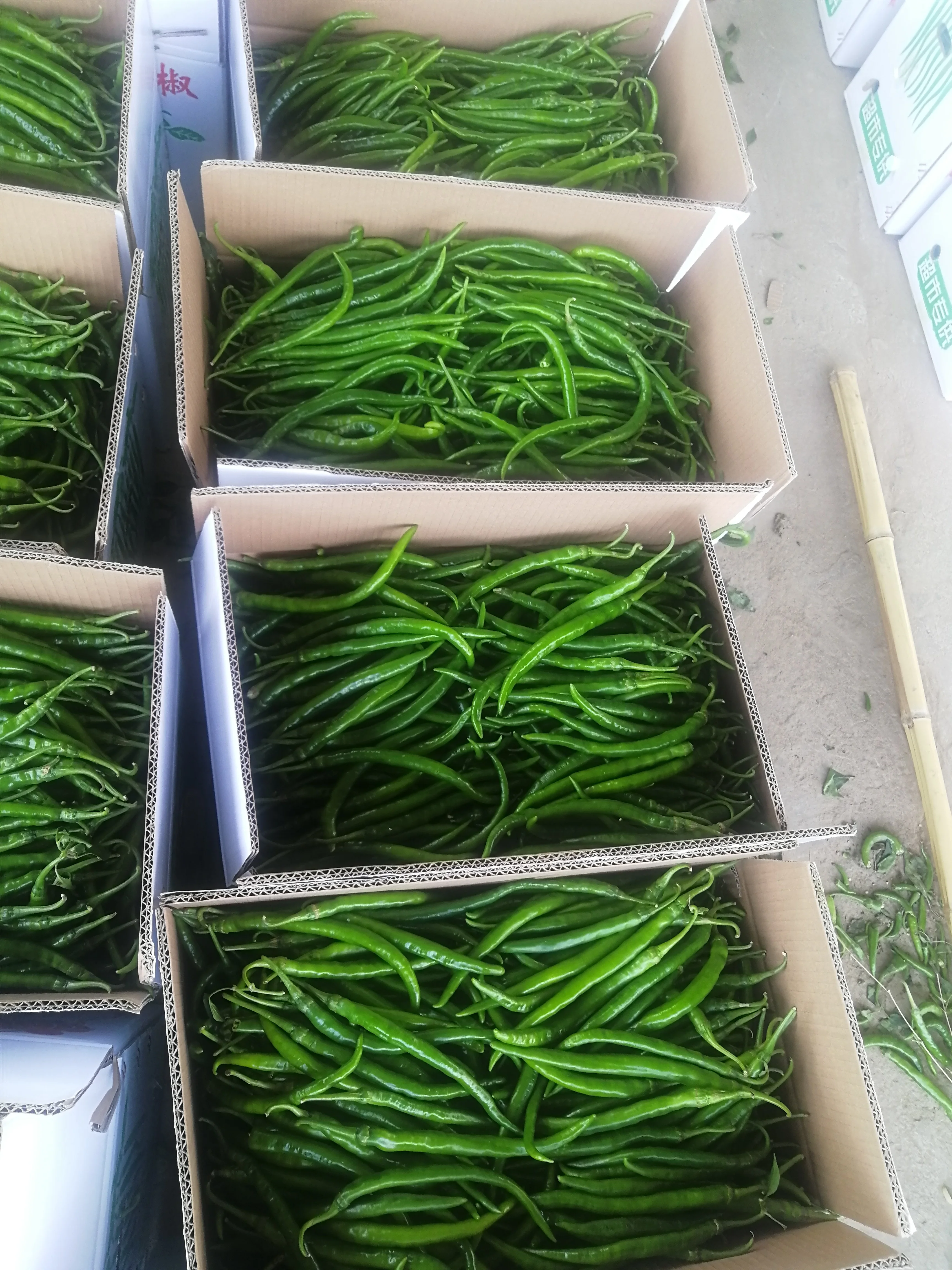 
Factory Plant supplier Hot Red Green Red Fresh Chilli in Frozen 