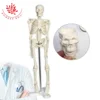 Forest Edu 45cm Medical Anatomical Mini Human Skeleton