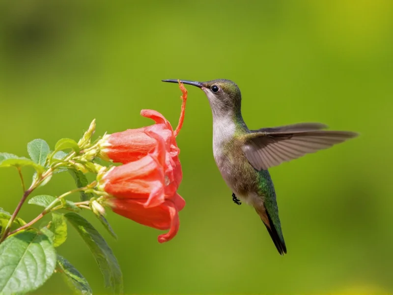 Hummingbird feeding on native trumpet flower