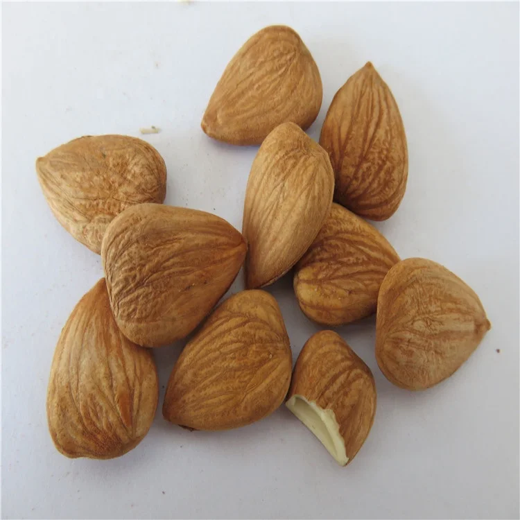 
Apricot kernel/Bitter apricot kernel /BAK for good sale 