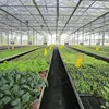 Tomato/Cucumber/Egg Plant/Salad/Chili/Strawberry Plastic PC Greenhouse for Sale