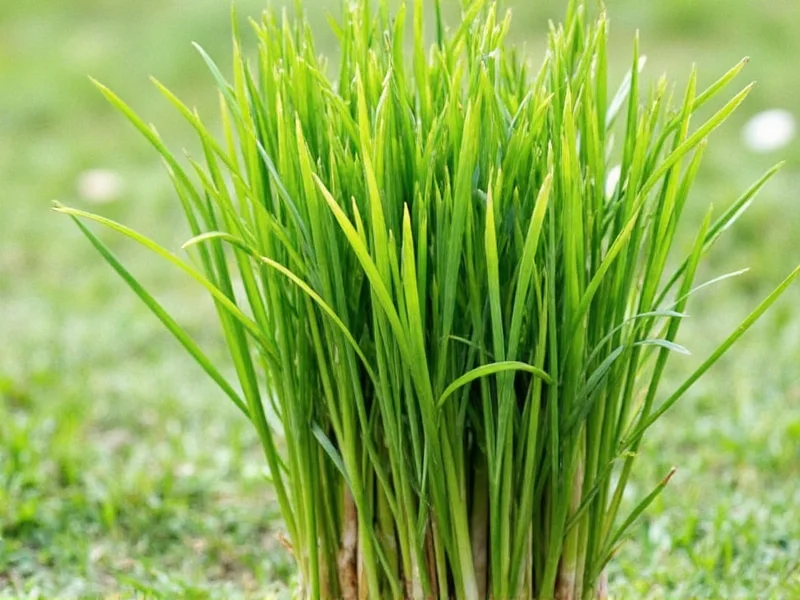 how to keep lemongrass fresh