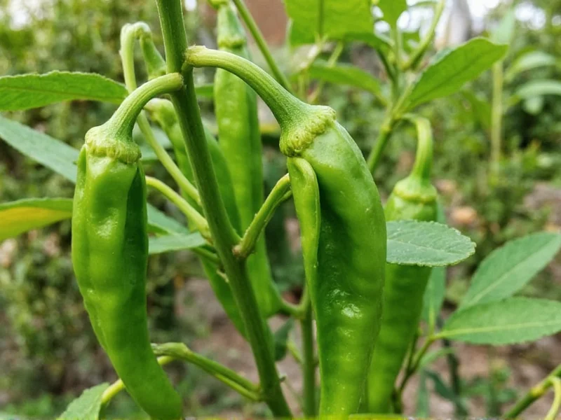 California Chile Pod: Complete Guide to This Versatile Pepper